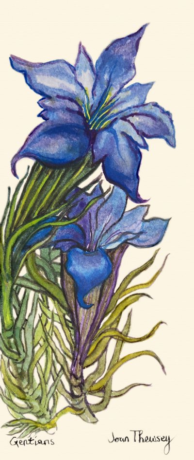 Gentians by Unbekannt Unbekannt